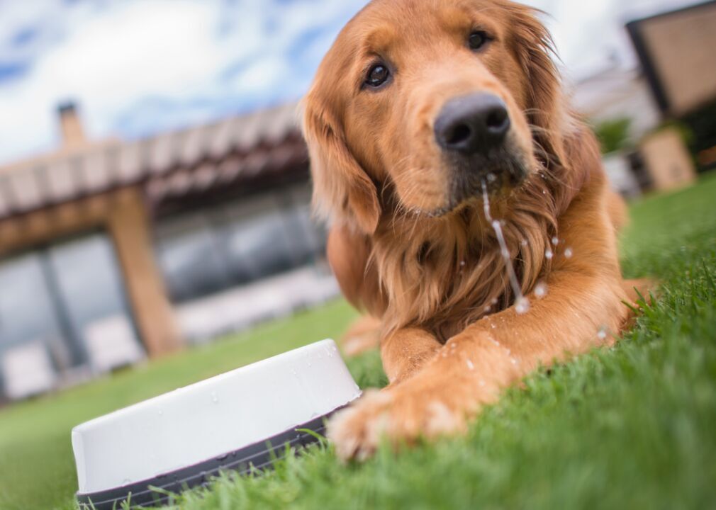 Come prepared with treats and water